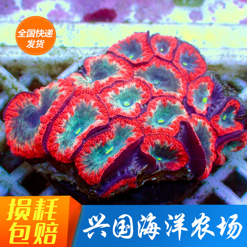 红纽扣脑绿海水脑类珊瑚兴国