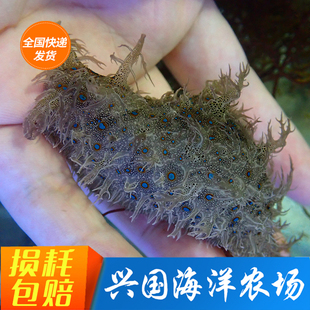 食藻海猪 活体蓝点  海水鱼缸吃低等藻红泥食藻海缸海兔快递包活