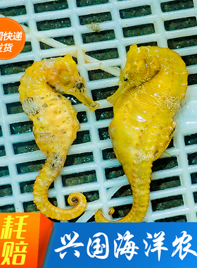 人工活体海马活物小线纹海水鱼海缸奇异萌宠硬骨鱼管口鱼兴国海洋