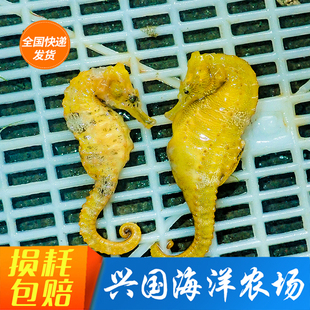 人工活体海马活物小线纹海水鱼海缸奇异萌宠硬骨鱼管口鱼兴国海洋