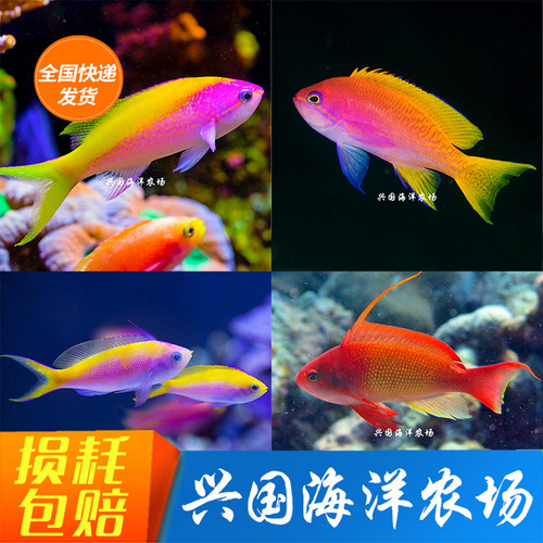 兴国海洋农场活体海金鱼海水鱼
