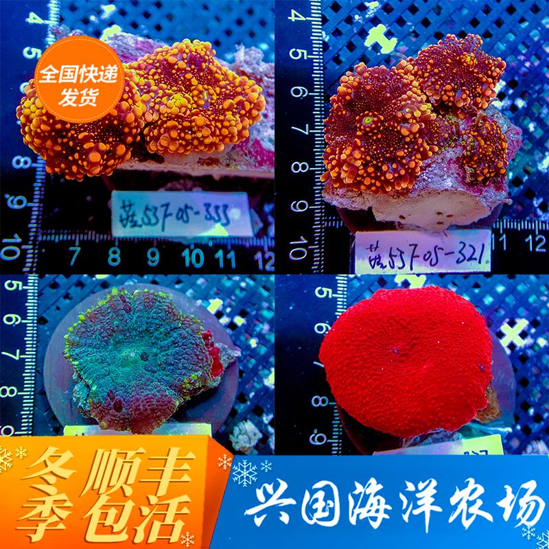 蓝菇红菇绿菇RIC yuma海水活体珊瑚香菇图选菇橙泡泡菇快递包活 宠物/宠物食品及用品 其它水族宠物 原图主图