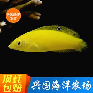 黄龙白肚黄龙 海水鱼活体隆头鱼海缸珊瑚缸吃虫养定发货快递包活