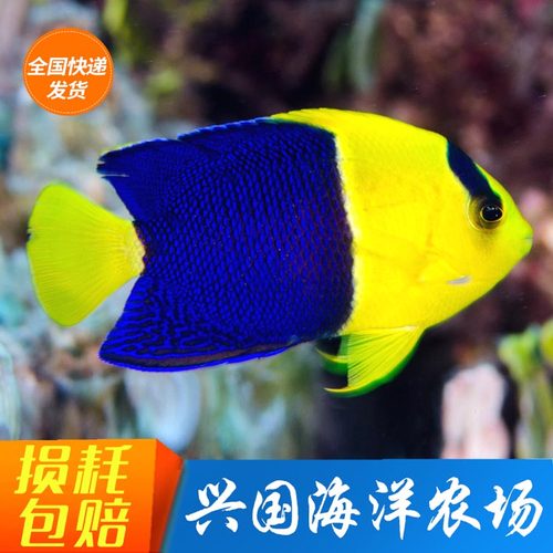 石美人海水鱼活体双色神仙美国