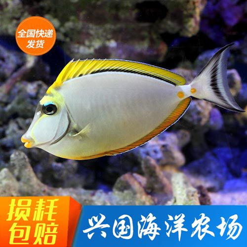 金毛吊 印度洋天狗吊 海水观赏鱼活体吊类食藻蓝吊黄金吊快递包活