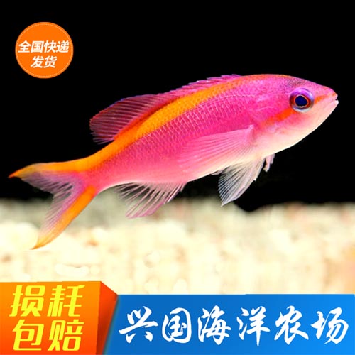 活体紫后紫罗蓝金鱼海水鱼印尼