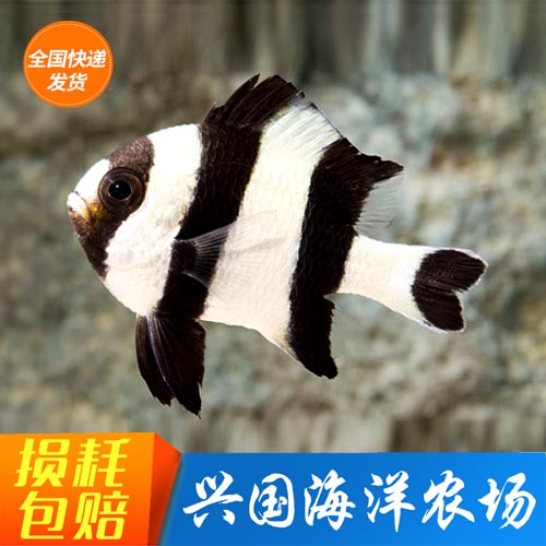 活体海水鱼兴国海四间雀闯缸新手