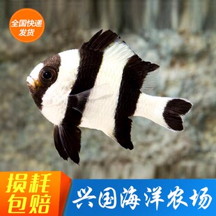 四间雀 海水鱼活体 海缸新手闯缸皮实海水鱼3-4cm小丑鱼 快递包活