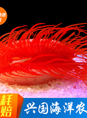 火焰贝 跳跳贝海水闪电贝红色贝类海水观赏鱼缸生物活体快递包活