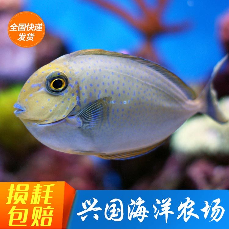 蓝点吊海水鱼活体除藻进口倒吊图片