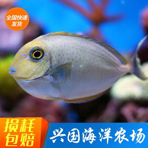 蓝点吊海水鱼活体除藻进口倒吊