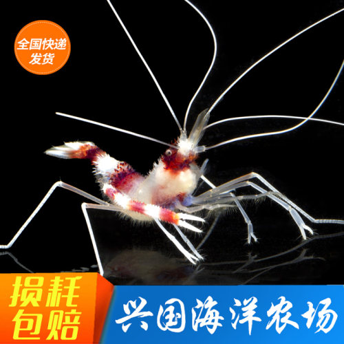 美人虾拳师条纹清洁海水观赏鱼