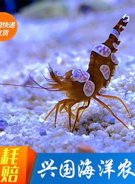 鱼缸性感虾清洁活体海水鱼吃微藻