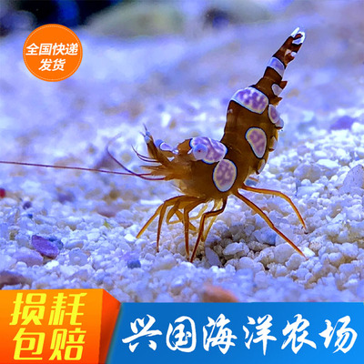 鱼缸性感虾清洁活体海水鱼吃微藻