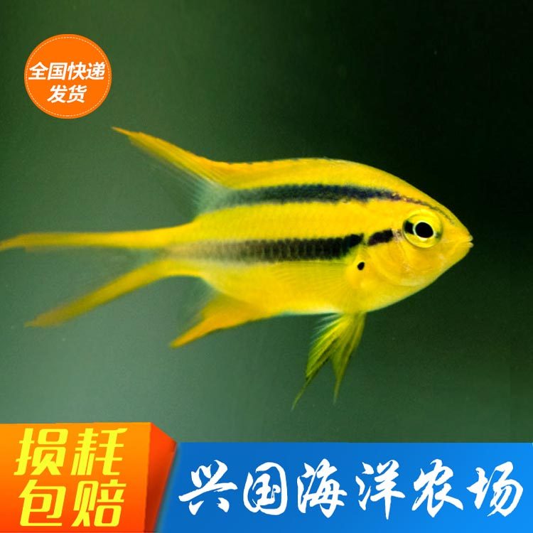 皇帝雀 金燕子魔海水鱼活体珊瑚缸鱼2-3cm小型雀雕闯缸鱼黄魔蓝魔