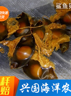 鲨鱼卵猫鲨卵蛋孵化海水鱼鳐鱼