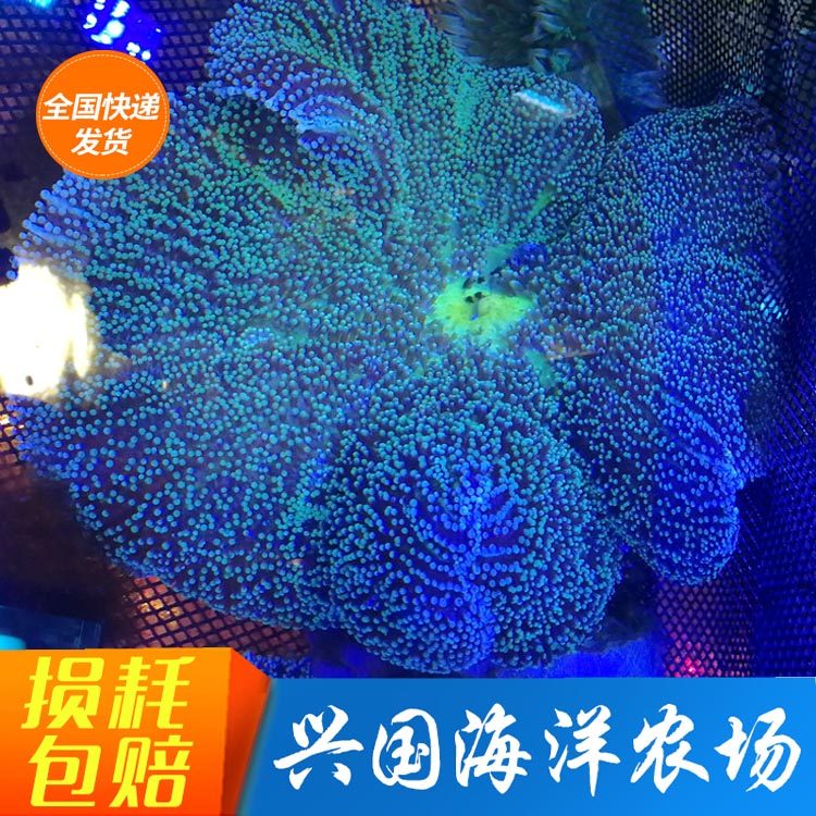 短须地毯海葵珊瑚活体lps小丑鱼