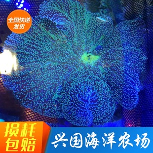 短须地毯海葵 绿地毯海葵珊瑚活体海水鱼LPS小丑鱼共生包活养定