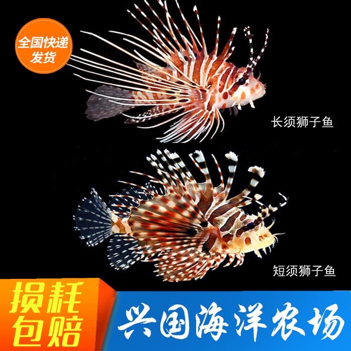 活体狮子鱼海水鱼长须短须珊瑚