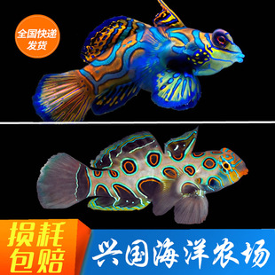 活体海水观赏鱼宠物 皇冠 养定快递包活 圆点青蛙 五彩青蛙司天鱼