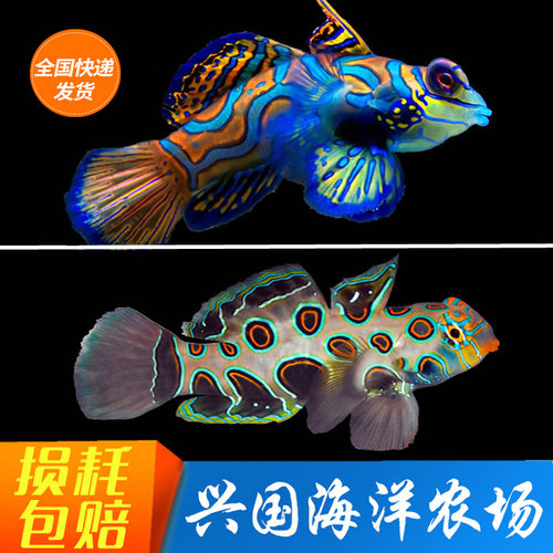 五彩青蛙活体观赏鱼养定海水鱼
