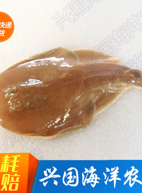 活体软骨电鳐鳗小型底层海水鱼
