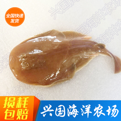 活体软骨电鳐鳗小型底层海水鱼