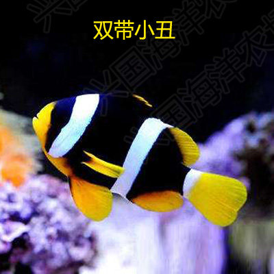 小丑鱼双带海水鱼鱼缸黑豹开口