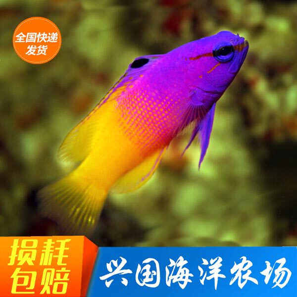 美国鬼王 紫天堂美国草莓 活体海水鱼珊瑚缸安全养定开口快递包活