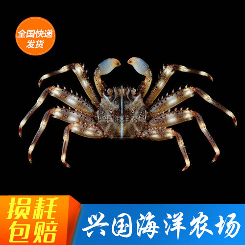电光蟹活体闪电蟹海水鱼活体清洁