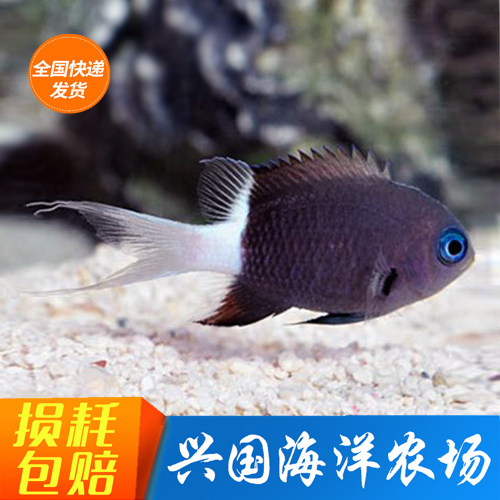 白尾雀 黑白魔白尾魔半身魔海水鱼缸活体雀雕小型闯缸鱼快递包活