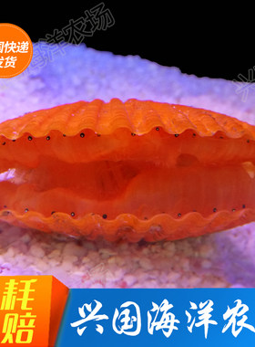 火焰黄金扇贝活体海水鱼珊瑚海缸