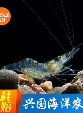 活体海水鱼缸清洁生物玻璃虾包活