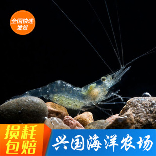 清洁虾 玻璃虾活体海水鱼缸清洁生物五须虾杂食清理垃圾快递包活