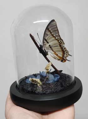 青凤蝶真蝴蝶标本立姿生态摆件手工生日礼物干花永生花玫瑰情人节