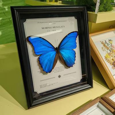 大蓝闪蝶蝴蝶标本相框真装饰画摆件创意闺蜜生日礼物光明女神欢乐