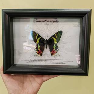 金燕蛾日落太阳蛾真蝴蝶标本生日闺蜜创意家居装饰画摆件生日送礼