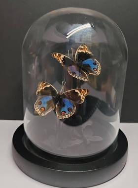 翠蓝眼蛱蝶真蝴蝶标本玻璃罩摆件手工生日礼物干花永生花暗黑玫瑰