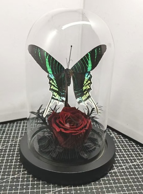 月亮蛾太阳蛾金燕蛾真蝴蝶标本艺术玻璃罩摆件手工生日收藏礼物