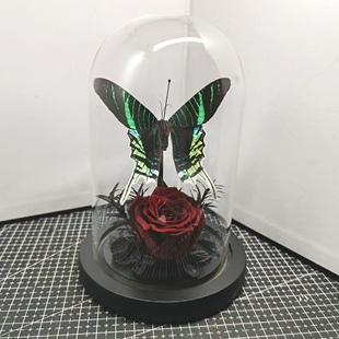 月亮蛾太阳蛾金燕蛾真蝴蝶标本艺术玻璃罩摆件手工生日收藏礼物