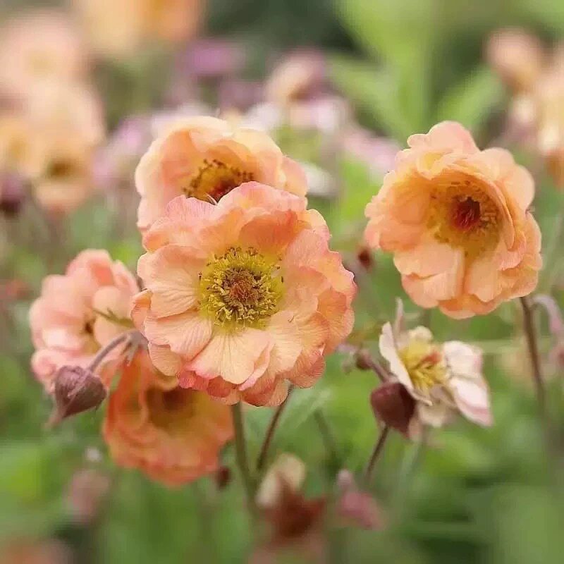 水杨梅花盆栽 皱边  水杨梅橙色节拍