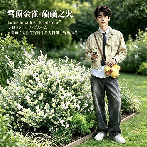 新梢柠檬金黄色，老叶银灰