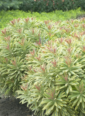 阿斯科特彩虹大戟（Euphorbia 'Ascot Rainbow'）盆栽小苗