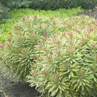 阿斯科特彩虹大戟（Euphorbia 'Ascot Rainbow'）盆栽小苗