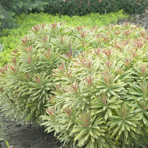 阿斯科特彩虹大戟（Euphorbia 'Ascot Rainbow'）盆栽小苗