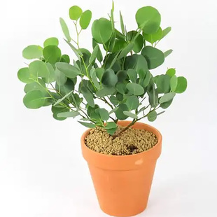 尤加利盆栽小苗多花桉苹果桉小圆叶尤加利柠檬桉