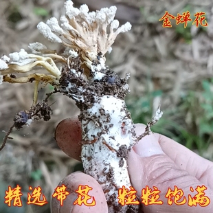 野生现挖新鲜干金蝉花知了花金蟾花虫草孢子粉金蚕花金婵花中药材