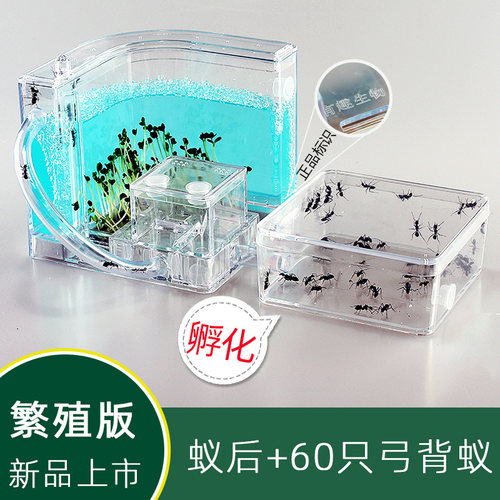 孵化款蚂蚁工坊选60只蚂蚁+蚁后