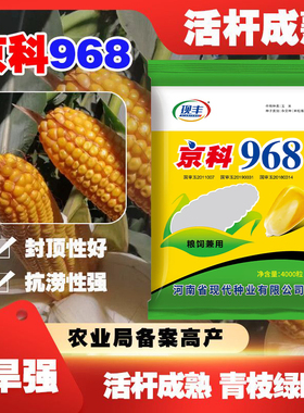 高产京科968玉米种子正品国审矮杆抗倒厂家直销省心省力粮食种子