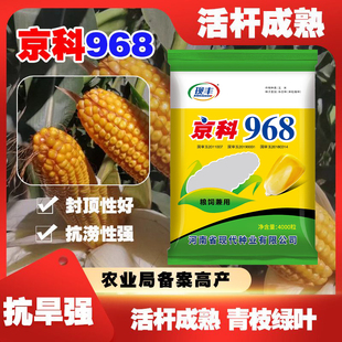 高产京科968玉米种子正品国审矮杆抗倒厂家直销省心省力粮食种子